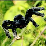 1Pcs 30cm,50cm,75cmSuper big plush spider made of wire and plush black and multicolour style for party or halloween decorations